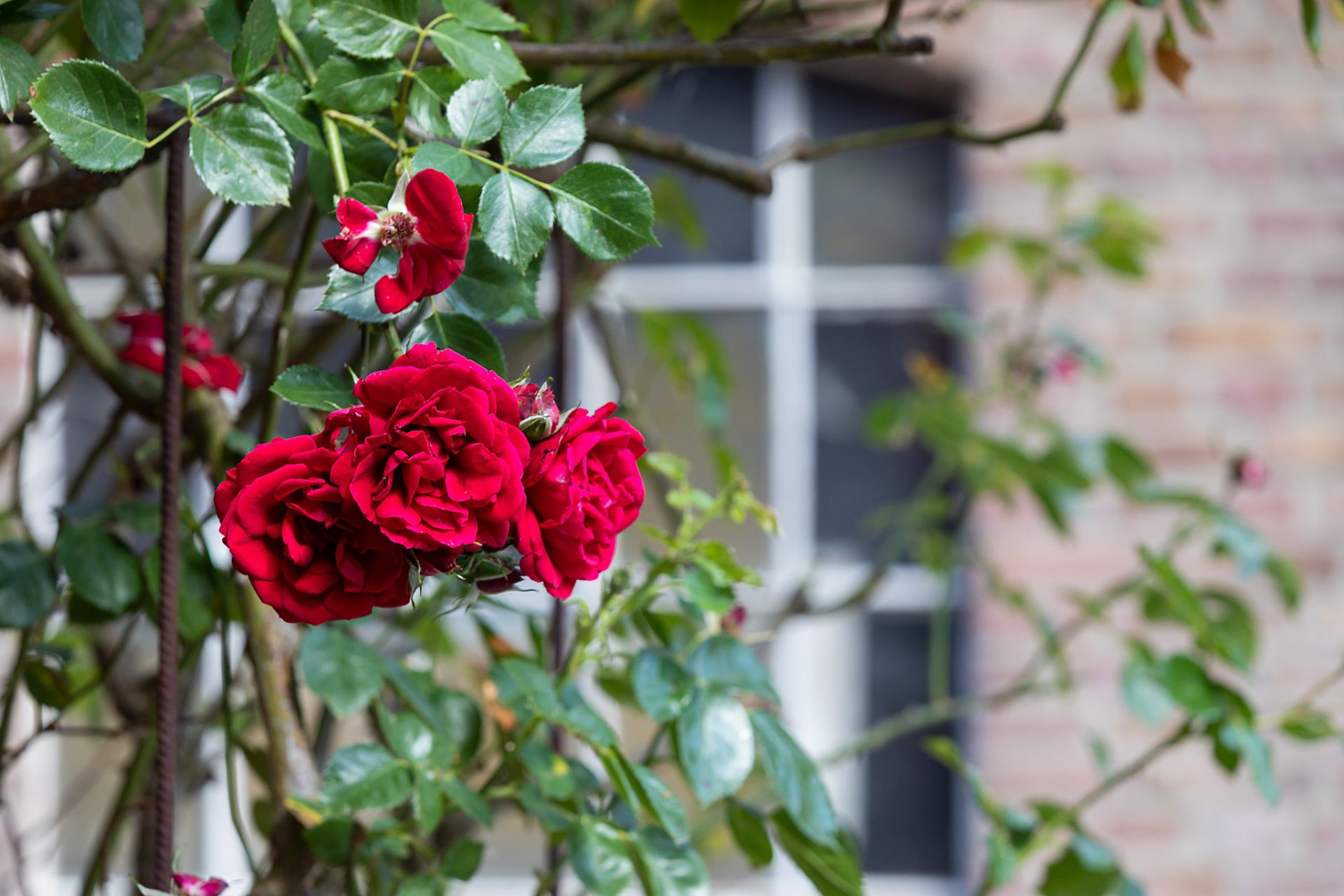 Foto eines Rosenstrauches