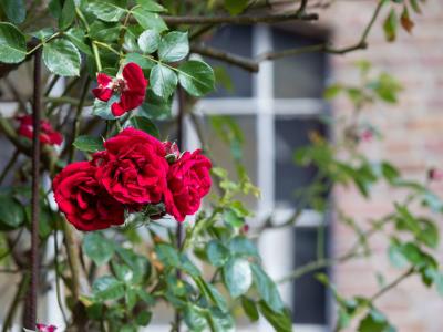 Foto eines Rosenstrauches