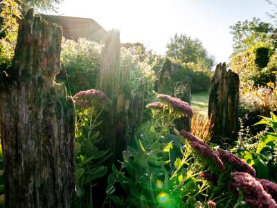 Foto eines bewachsenen Zauns mit Wildblumen